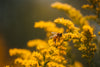 Bee amidst pollen-laded flowers