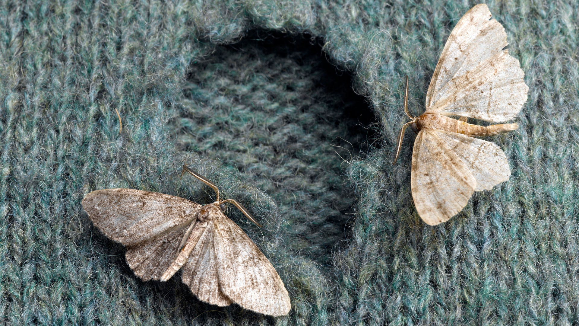 How to eliminate moths from clothes: natural remedies and flawless