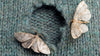 Grey jumper with hole in and two moths sitting by the hole